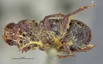 Media type: image;   Entomology 8359 Aspect: habitus ventral view